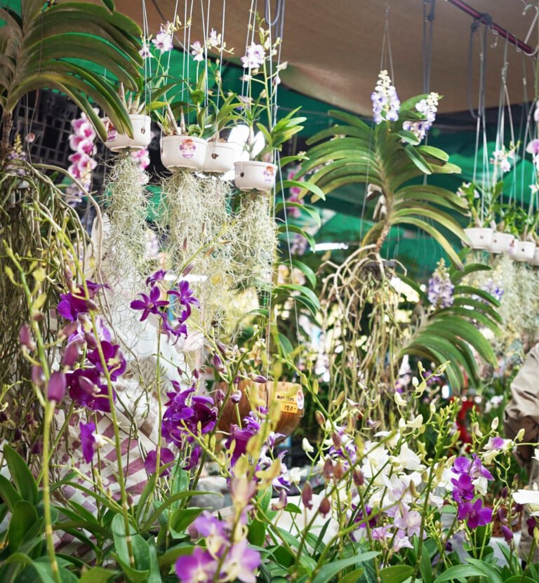 Bang Kachao Park Market 09 768x831