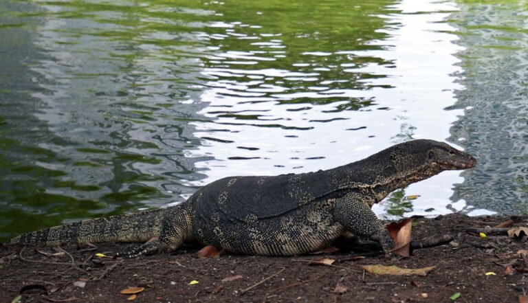 Screenshot 2025 11 02 at 4.13.27 PM 768x441