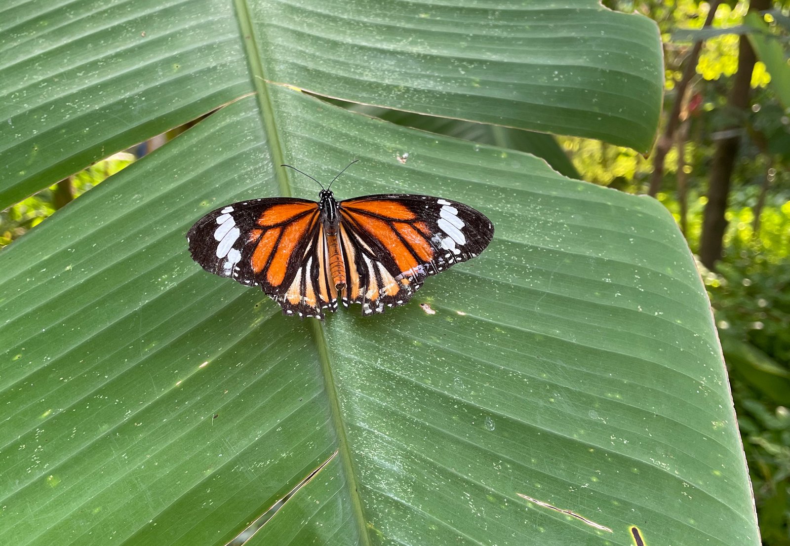 butterfly gardens suan rot fai